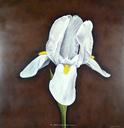 White Bearded Iris  [Flowers, Small Deaths Series, 3/10]