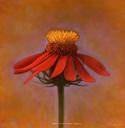 Mexican Sunflower I  [Flowers, Small Deaths Series, 1/10]