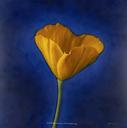 Mexican Goldpoppy  [Flowers, Small Deaths Series, 5/10]