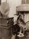 Topsy  [Dog Looking At A Radio]