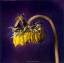 Helianthus Annuus, Sunflower  [Flowers, Small Deaths Series, 9/10]