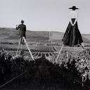 Couple From Behind On Ladders In Vineyard - Napa Valley, California  [#3]