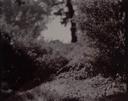 Untitled  [Soft Focus Of Woodland Scene]