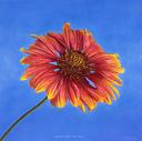 Gaillardia Pulchella, Indian Blanket  [Flowers, Small Deaths Series]