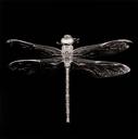 Dragonfly  [Odonata Epiprocta]