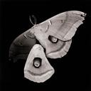 Moth  [Antheraea Polyphemus]