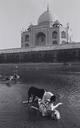 Untitled  [Corpse Eating Dog Behind Taj Mahal]