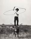 Untitled  [Will Rogers With Rope & Steer]