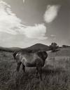 Headless Horse