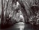 Ben Tre Mangroves - Mekong Delta, Vietnam