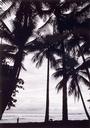 Untitled  [Palm Tree Sunset]