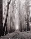Shrine, Presidio Forest  [Luminous Veil, Visions Of Sanctuary Series]