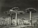 Avenue Of The Baobabs