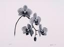 Phaleonopsis II  [Botanicals In Color And Black And White Series]