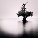 Lone Cypress - Louisiana, United States