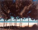 Australian Pines - Fort DeSoto, Florida  [Atered Landscape Series]