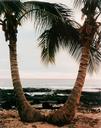 Coconut Palm Horizon - Kona Coast, Hawaii  [Altered Landscapes Series]