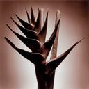 Exotica  [Stories & Metaphors Series]