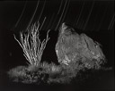 Ocotillo And Rock  [The Camera Never Sleeps Series]
