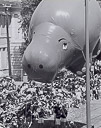 1987 Press Photo Giant Hippo Balloon Float In Battle Of Flowers Parade, Texas