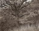 Oak Tree - Holmdel, New Jersey