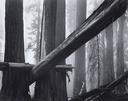 Fallen Sequoias