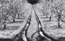 Pear Orchard, Spring Bloom - Ukiah, California